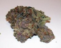 Afrodita Mango